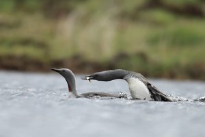 Red-throated Diver Mounts Female