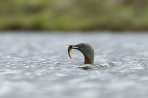 Red-throated Diver with Fish