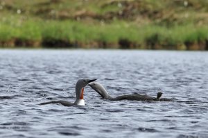 Red-throated Diver Family