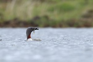 Male Red-throated Diver with Fish