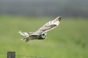 Short-eared Owl in Flight