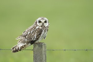 Short-eared Owl on Post