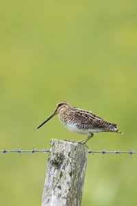 Jack Snipe