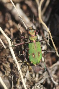 Green Tiger Beetle