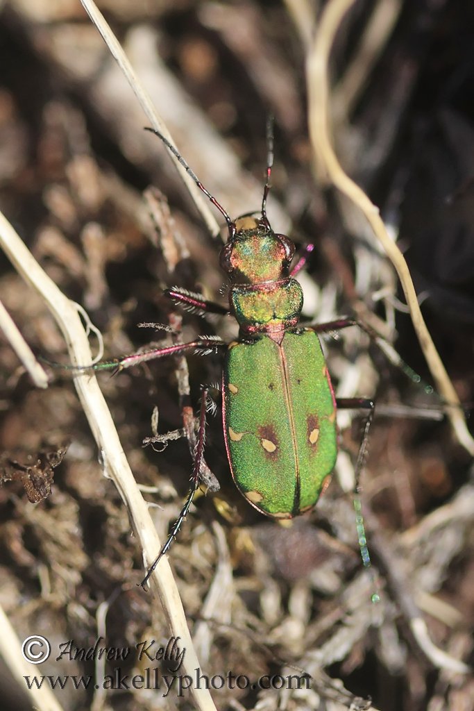 Green Tiger Beetle