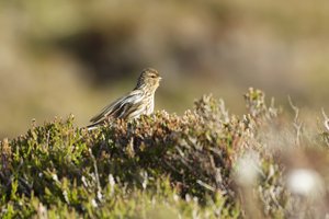 Twite on Heather