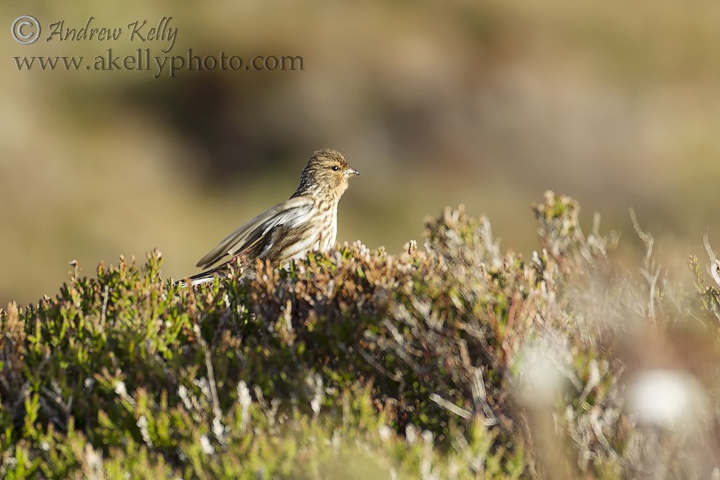 Twite on Heather