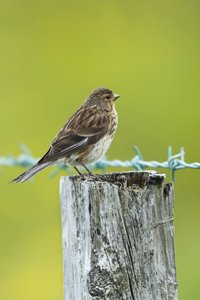 Twite on Fence Post