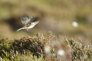 Twite Flight