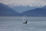 Killer Whale and Mountains