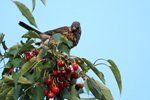 Fieldfare Eating Cherries