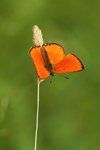 Scarce Copper Butterfly