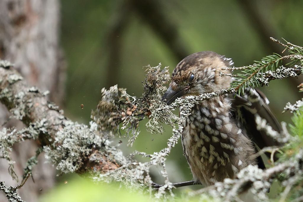 Spotted Nutcracker Clearing Litchen