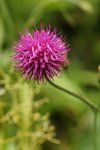 Alpine Thistle