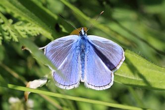 Blue Butterfly