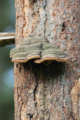 Bracket Fungus