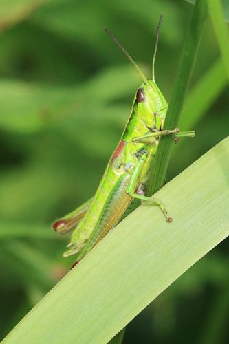 Grasshopper