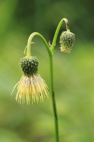 Yellow thistle