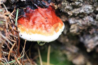 Bracket fungus