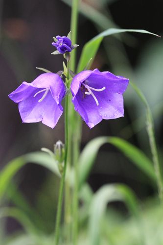 Harebell