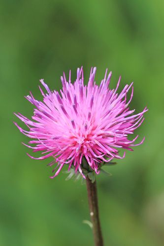 Knapweed