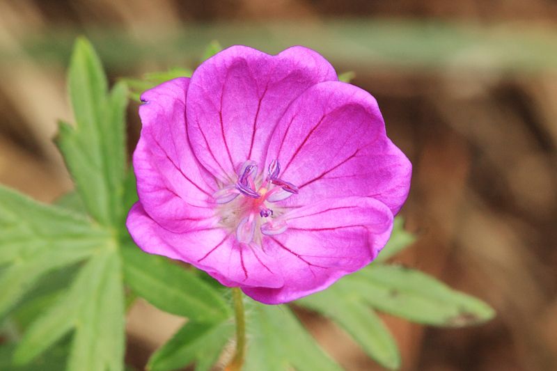 Crane's bill