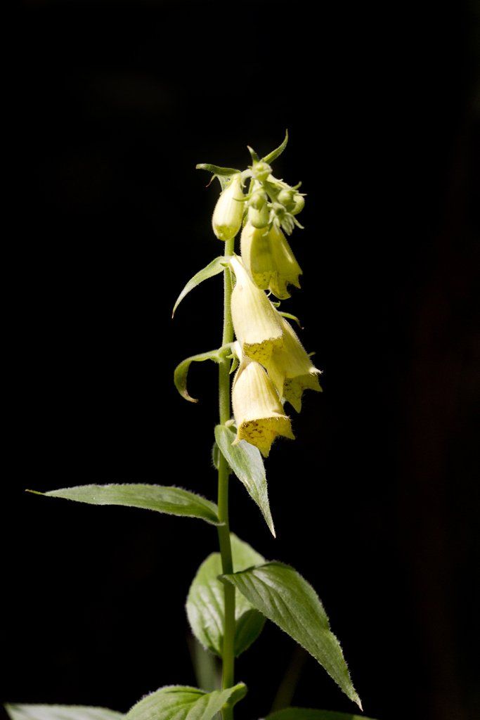 Yellow Foxglove